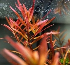 Rotala Sp H'ra Aquaplante