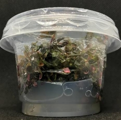 Rotala Macrandra 'Red' - comprar online