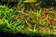 Helanthium Tenellum 'Blood' - Aquaplante