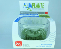 Utricularia graminifolia - Aquaplante - comprar online