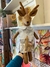Animalito Infantil ~ Ciervo Bambi en internet