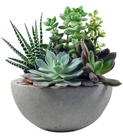 Home Concrete Bowl