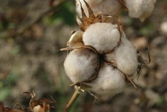 Imagem do Blusa drapeada algodão e seda com mangas