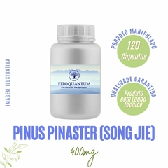 Pinus Pinaster (Song Jie)! 120 cápsulas de 300mg!