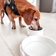 Pet Bowl Chico en internet