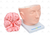 Cabeça com Cérebro em 9 Partes - SD-5037 - Sdorf Scientific - comprar online