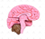 Cérebro em Tamanho Natural em 8 Partes c/ Artérias - SD-5040 - Sdorf Scientific - comprar online