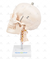 Crânio Humano c/ Mandíbula Móvel e Coluna Cervical - SD-5008 - Sdorf Scientific - comprar online