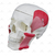 Crânio Humano c/ Mandíbula Móvel e Músculos da Mastigação - SD-5006/C - Sdorf Scientific