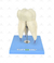 Dente Molar Superior c/ Raiz Tripla em 3 Partes, 8x o Tamanho Real Aprox. - SD-5059/F - Sdorf Scientific