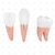 Dentes em 6 Partes (Incisivo, Canino e Molar) - SD-5059/H - Sdorf Scientific