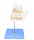 Desenvolvimento da Dentição em 4 Etapas - SD-5059/G - Sdorf Scientific - Newmedica Produtos Para Saúde