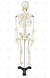 Esqueleto Humano 85 cm de Altura C/ Suporte - SD-5002 - Sdorf Scientific - comprar online