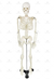 Esqueleto Humano 85 cm de Altura C/ Suporte - SD-5002 - Sdorf Scientific
