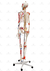 Esqueleto Humano Padrão de 1,70 cm C/ Articulações, Inserções Musculares e Haste C/ Suporte e Rodas - SD-5001 - Sdorf Scientific - comprar online