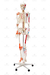 Esqueleto Humano Padrão de 1,70 cm C/ Articulações, Inserções Musculares e Haste C/ Suporte e Rodas - SD-5001 - Sdorf Scientific