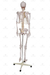 Esqueleto Humano Padrão de 1,70 cm C/ Suporte, Haste e Rodas - SD-5000 - Sdorf Scientific - comprar online
