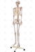 Esqueleto Humano Padrão de 1,70 cm C/ Suporte, Haste e Rodas - SD-5000 - Sdorf Scientific