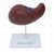Fígado Luxo c/ Vesícula Biliar em Tamanho Real - SD-5049 - Sdorf Scientific - comprar online
