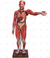 Figura Muscular de 1,70 cm c/ Órgãos Internos em 29 Partes - SD-5026 - Sdorf Scientific