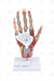 Mão Muscular em Tamanho Real em 5 Partes - SD-5027/C - Sdorf Scientific