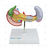 Modelo Patológico do Pâncreas, Baço, Duodeno e Vesícula Biliar - SD-5205 - Sdorf Scientific
