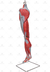 Perna c/ Músculos Destacáveis, Vasos e Nervos em 10 Partes - SD-5028 - Sdorf Scientific - comprar online