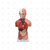 Torso Humano Masculino de 42 cm c/ 14 Partes - SD-5023 Sdorf Scientific - comprar online