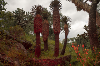 Maia Croizet. Descubrimiento Botánico XVIII, 85 x 115 cm