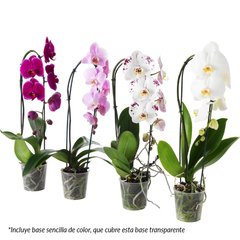 planta orquidea orquídea