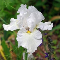Iris germánica blanca