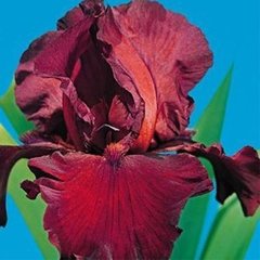 Iris germánica bordó