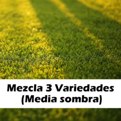 Mezcla 3 Variedades (Media sombra)