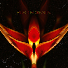 Bufo Borealis - Diptera - LP Colorido Novo