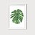 Monstera Duo 2 en internet