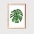 Monstera Duo 2 - comprar online