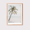 Palm Tree Photography