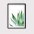 Agave Plant en internet