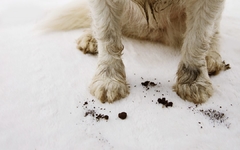 Imagen de Lava Patas y Pies Antibacterias Higiene P/Gatos y Perros Large