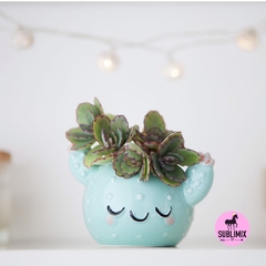 Cactus carita  - comprar online