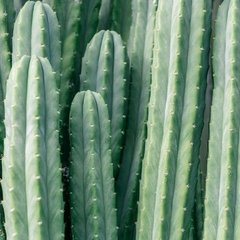 Foto cactus