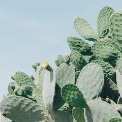 Blue sky cactus - comprar online