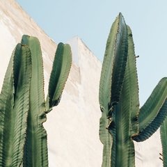 Foto cactus paisaje II