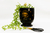 Porta Utensilios Constelaciones de Cerámica Negro con detalles en oro en internet