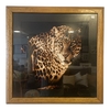 Cuadro Leopardo Marco roble 65 cmx 65 cm con vidrio