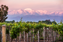 OAK 2019. Bonarda Roble de Bodega Boutique Cumehue. - Regionales a tu casa. Varietales Boutique entre otros.
