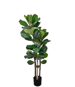 FICUS LIRATA TOQUE REAL 1,2M - COM 3 HASTES