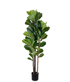 FICUS LIRATA TOQUE REAL 1,5 M - COM 4 HASTES