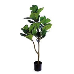 FICUS LYRATA 120CM - PLANTA PERMANENTE