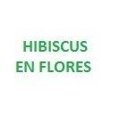 Hibiscus en Flores 100 grms.